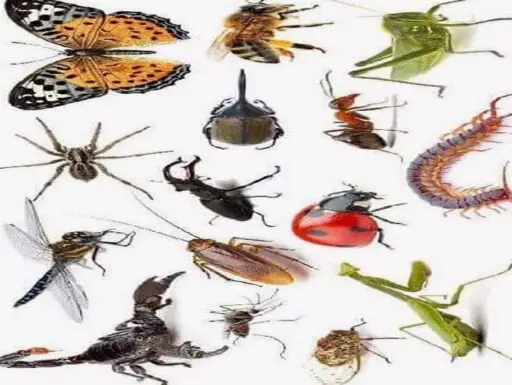 الحشرات المنزلية الضارة وطرق التخلص منها